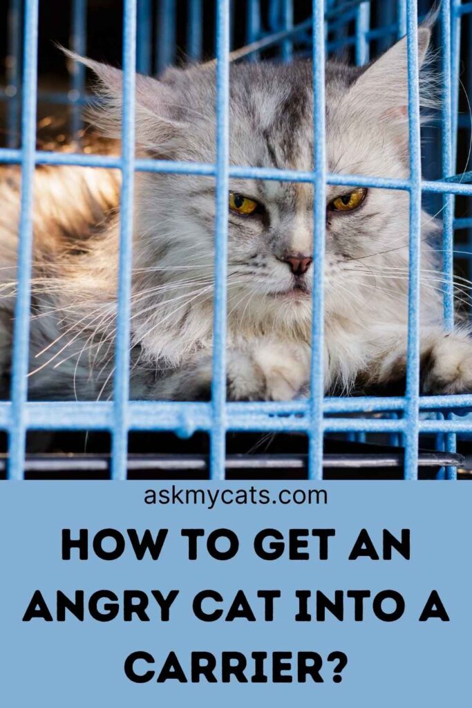 How To Get An Angry Cat Into A Carrier?