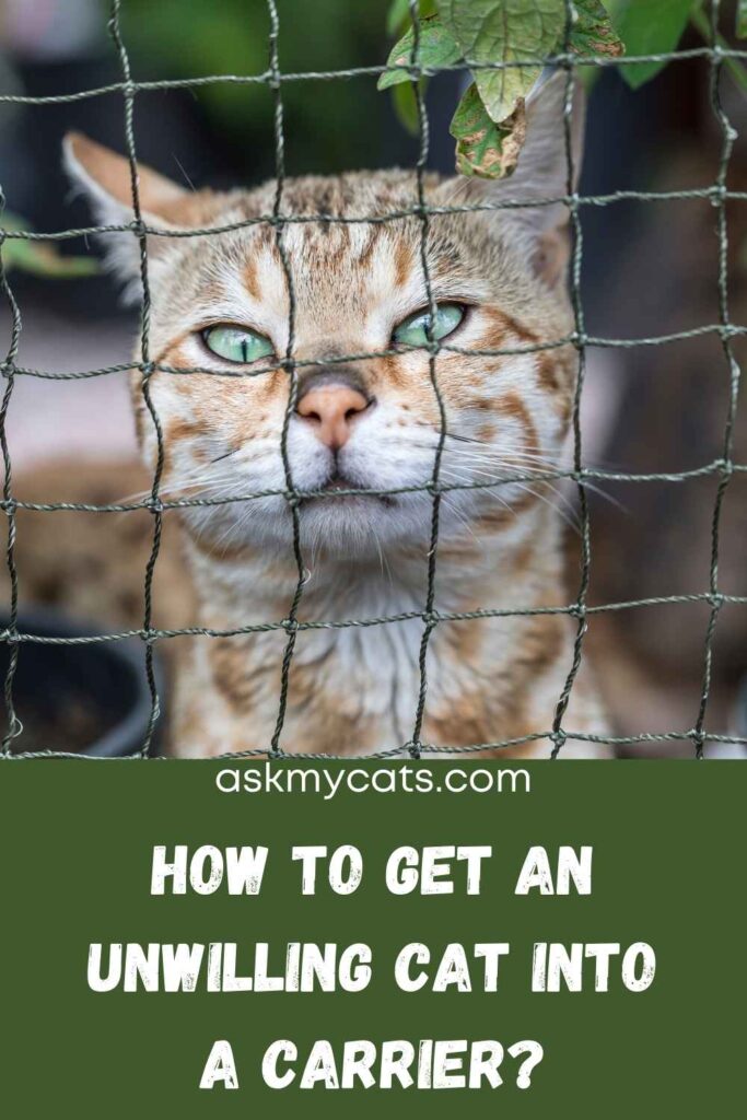 How To Get An Unwilling Cat Into A Carrier?