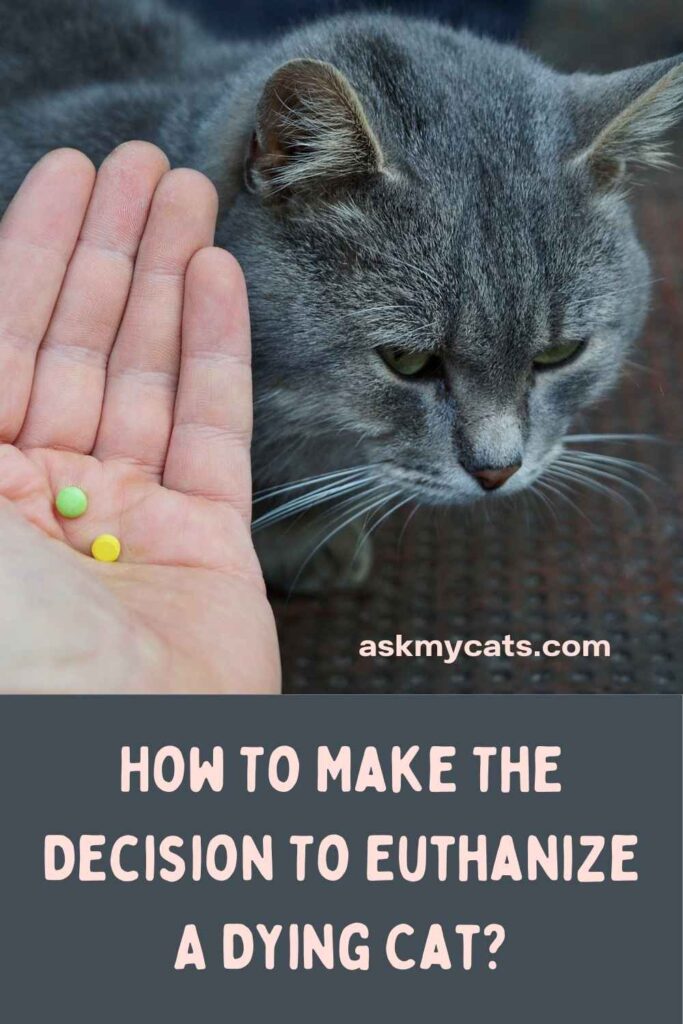 How To Make The Decision To Euthanize A Dying Cat?