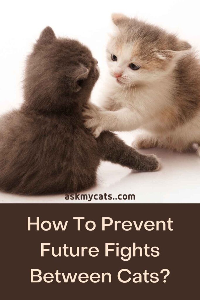 How To Prevent Future Fights Between Cats?