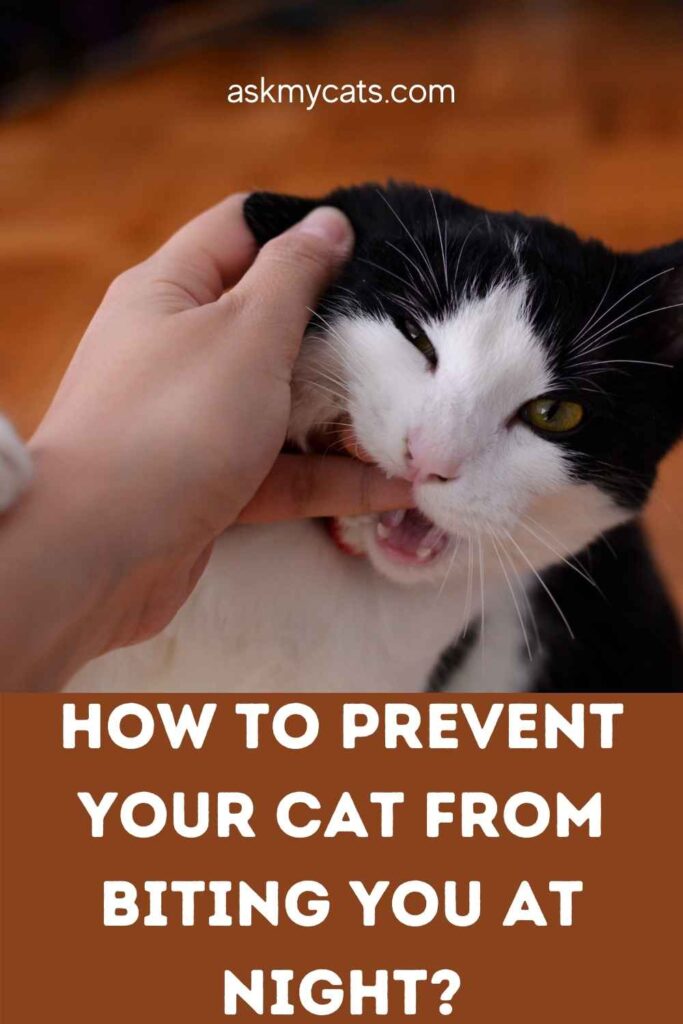 How To Prevent Your Cat From Biting You At Night?