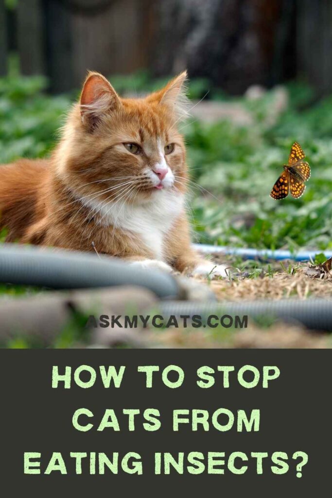 How To Stop Cats From Eating Insects?