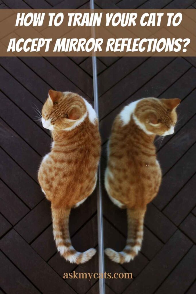 How to Train Your Cat to Accept Mirror Reflections?