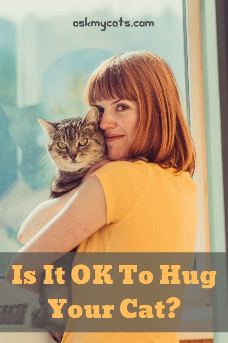 Do Cats Understand Kisses? Do Cats Know We Love Them?