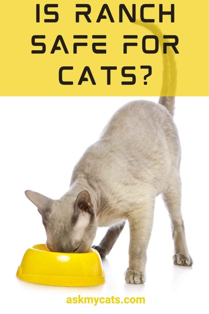 Is Ranch Safe For Cats?