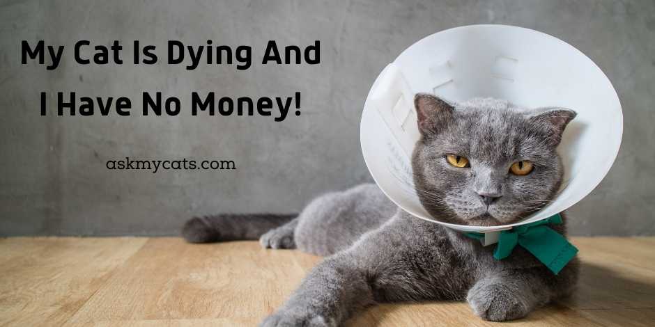 My Cat Is Dying And I Have No Money