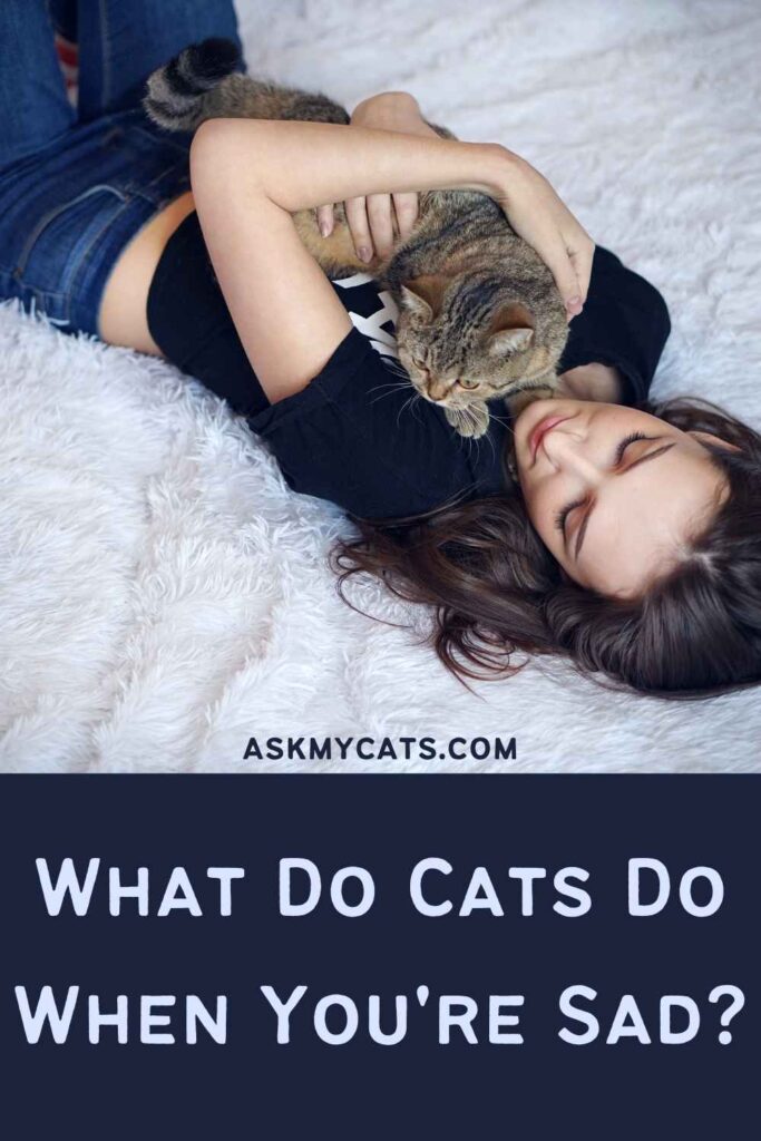 What Do Cats Do When You're Sad?