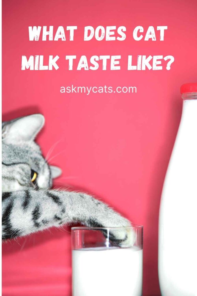 What Does Cat Milk Taste Like?