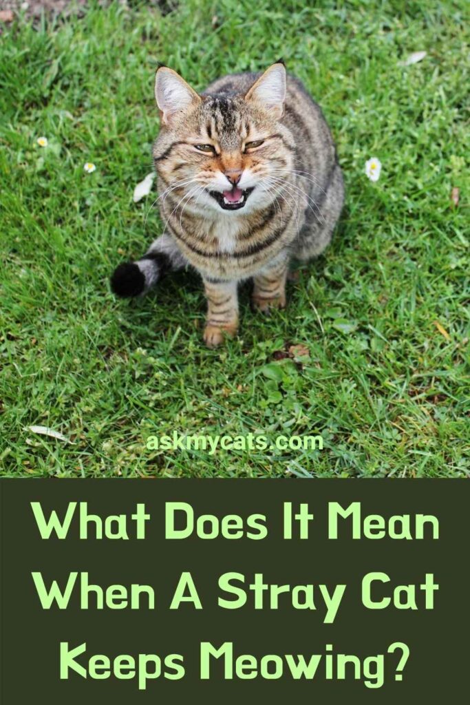 What Does It Mean When A Stray Cat Keeps Meowing?