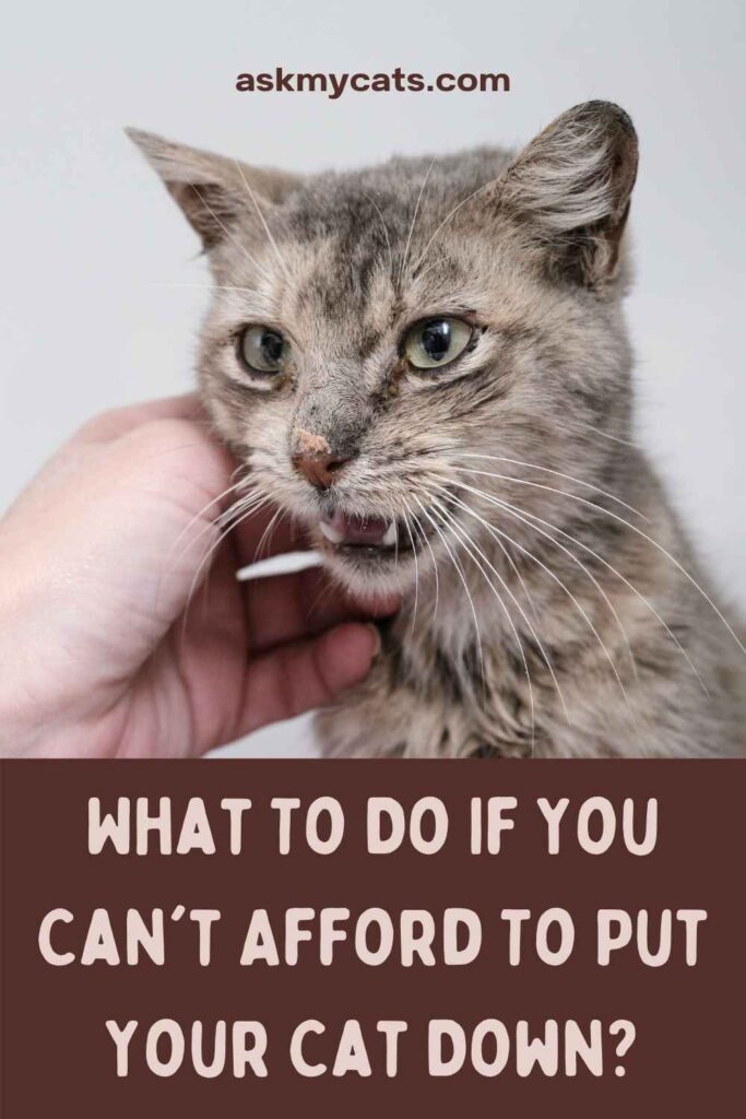 What To Do If You Can't Afford To Put Your Cat Down?