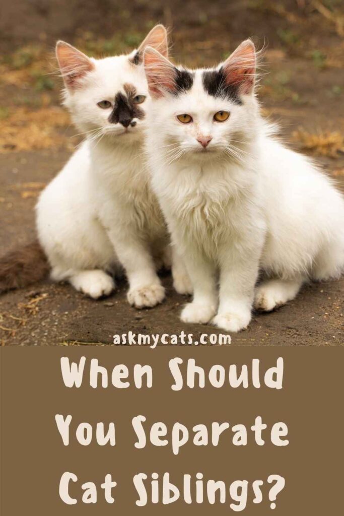 When Should You Separate Cat Siblings?