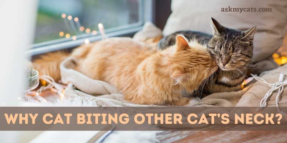 Why Cat Biting Other Cats Neck