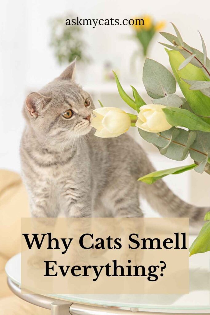 do cats sniff like dogs