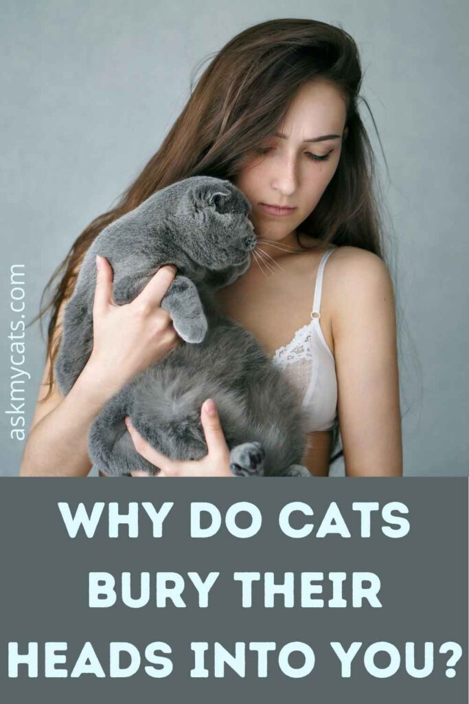 Why Do Cats Bury Their Heads Into You?