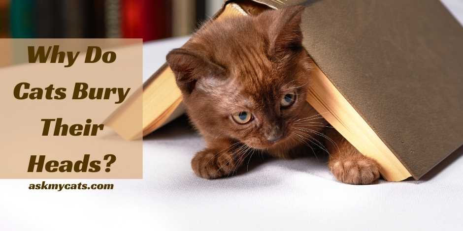 Why Do Cats Bury Their Heads? Know These Funny Reasons!