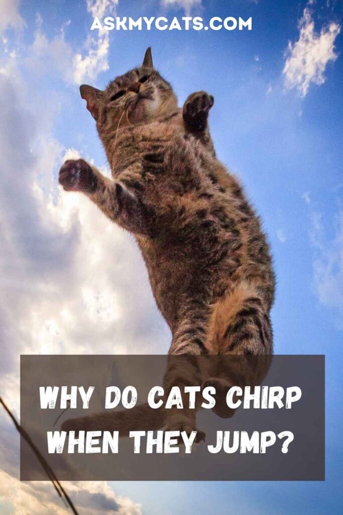 Why Do Cats Chirp When They Jump?