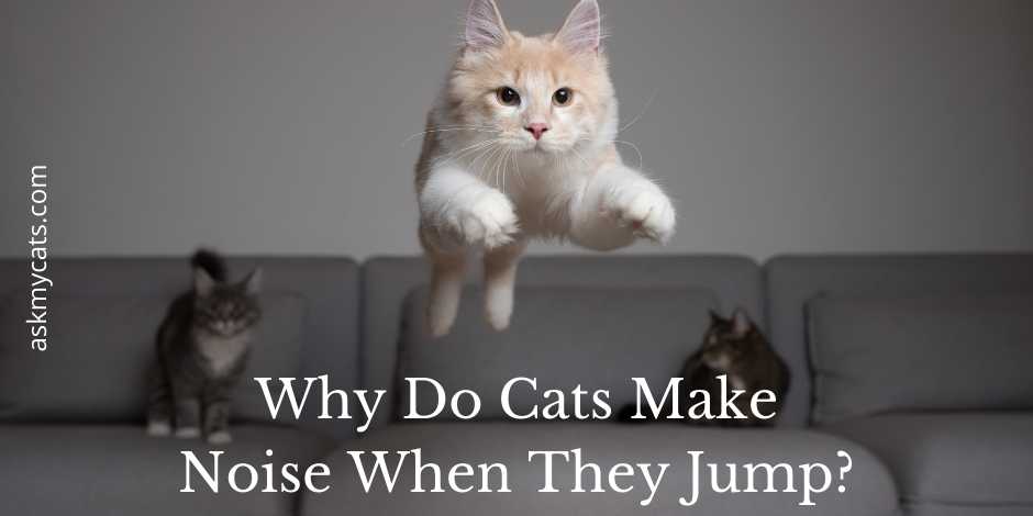 Why Do Cats Make Noise When They Jump