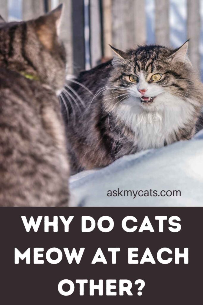 Why Do Cats Meow At Each Other?