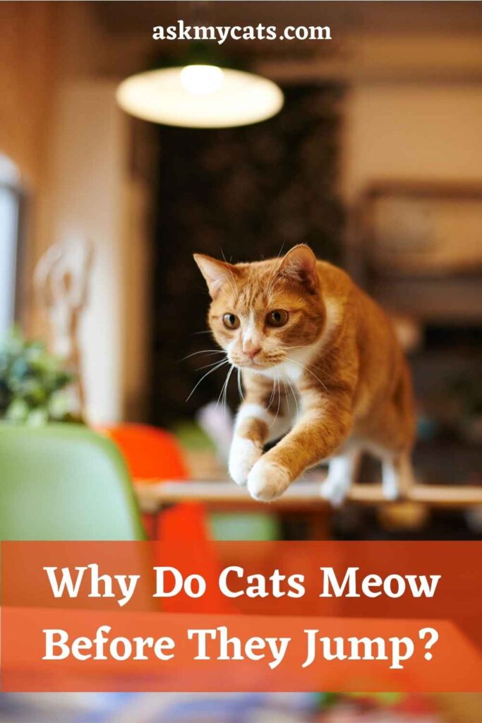 Why Do Cats Meow Before They Jump?