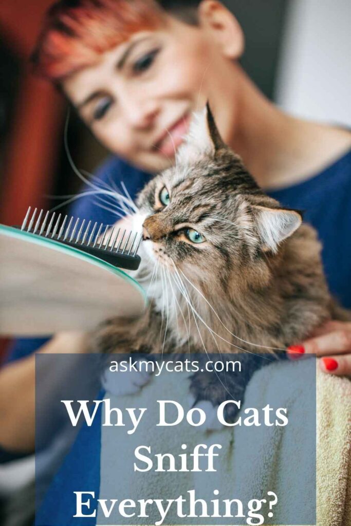 Why Do Cats Sniff Everything?