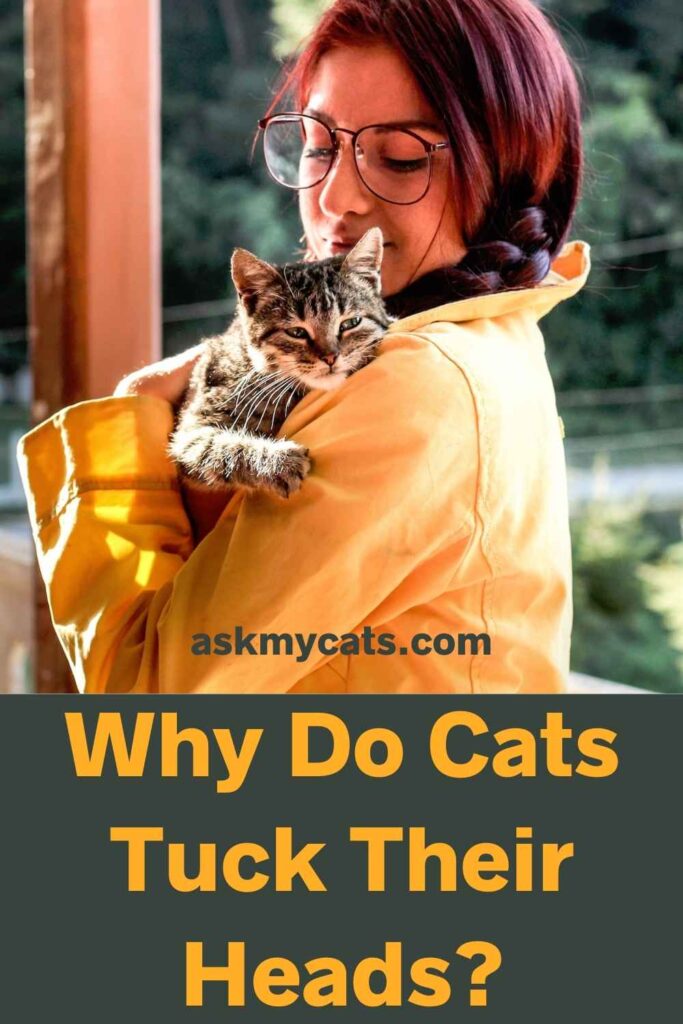 Why Do Cats Tuck Their Heads?