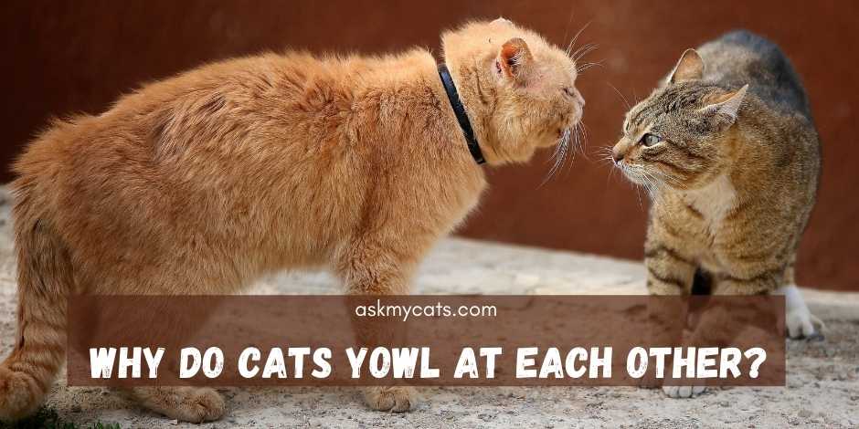 Why Do Cats Yowl At Each Other? Why So Much Aggression?