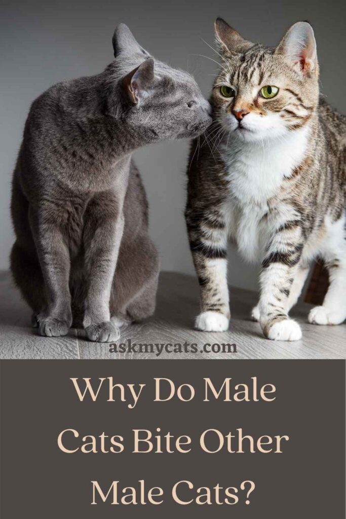 Why Do Male Cats Bite Other Male Cats?