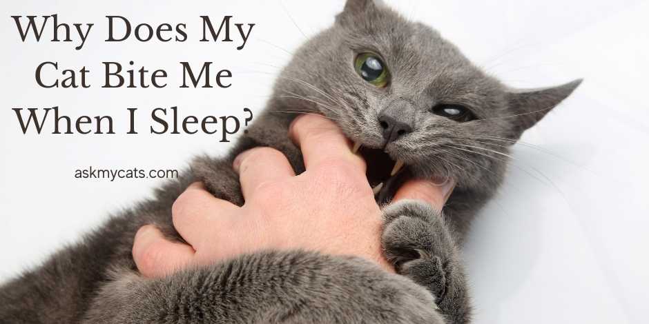 Why Does My Cat Bite Me When I Sleep