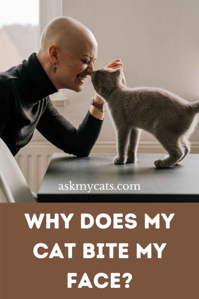 Why Does My Cat Bite My Face