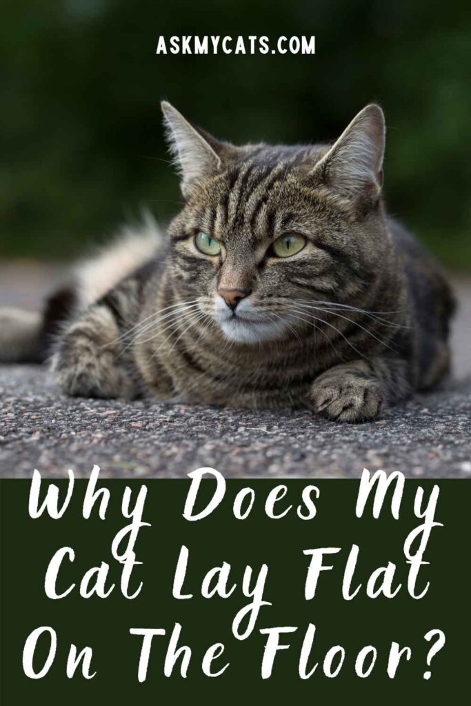 Why Does My Cat Lay Flat On The Floor?