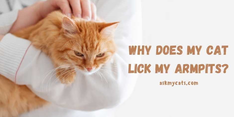 Why Does My Cat Lick My Armpits