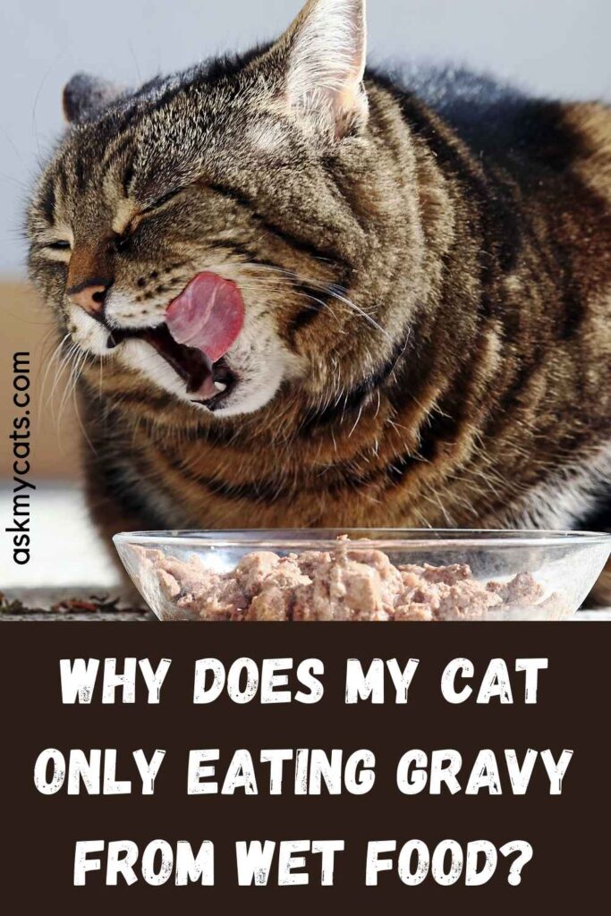 Why Does My Cat Only Eating Gravy From Wet Food?