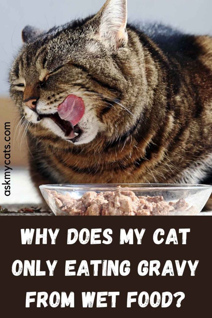 cat only eats gravy