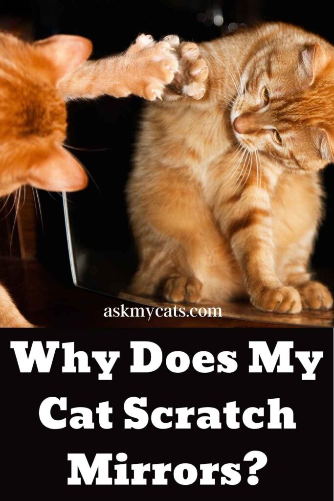 Why Does My Cat Scratch Mirrors?