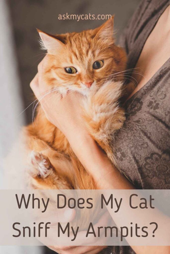 Why Does My Cat Sniff My Armpits?
