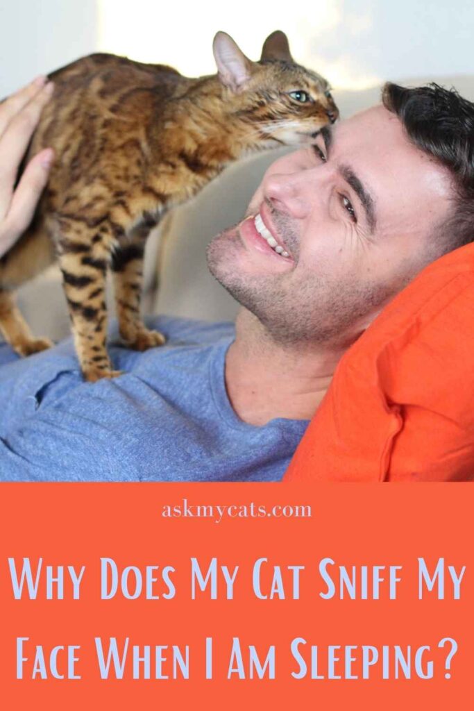 Why Does My Cat Sniff My Face When I Am Sleeping?