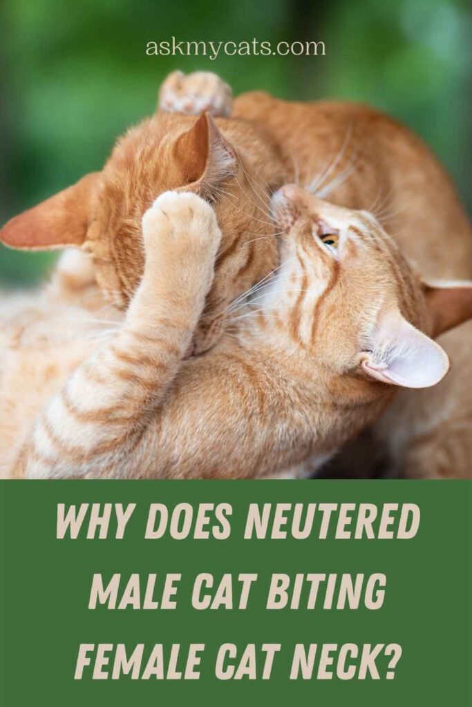 Why Does Neutered Male Cat Biting Female Cat Neck?