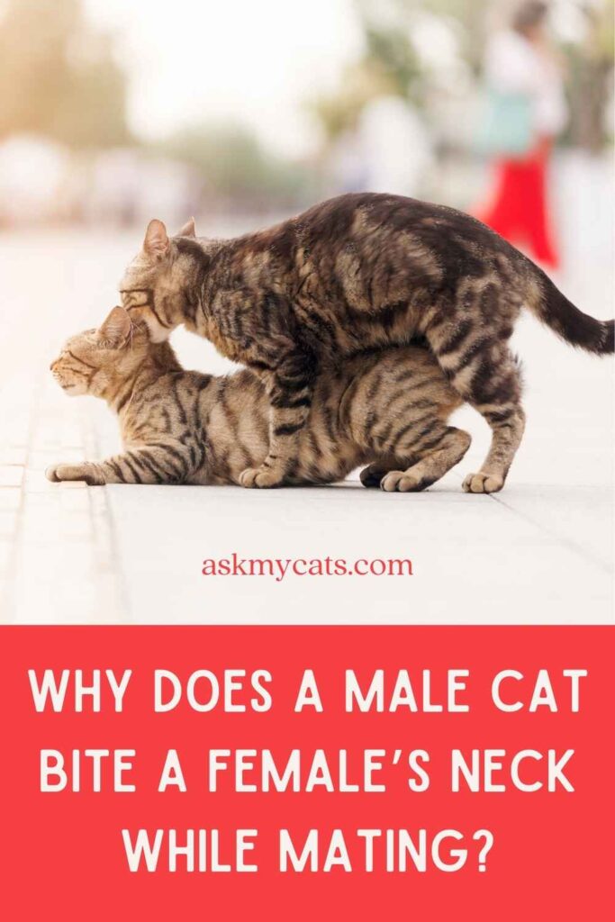 Why Does a Male Cat Bite a Female’s Neck While Mating?