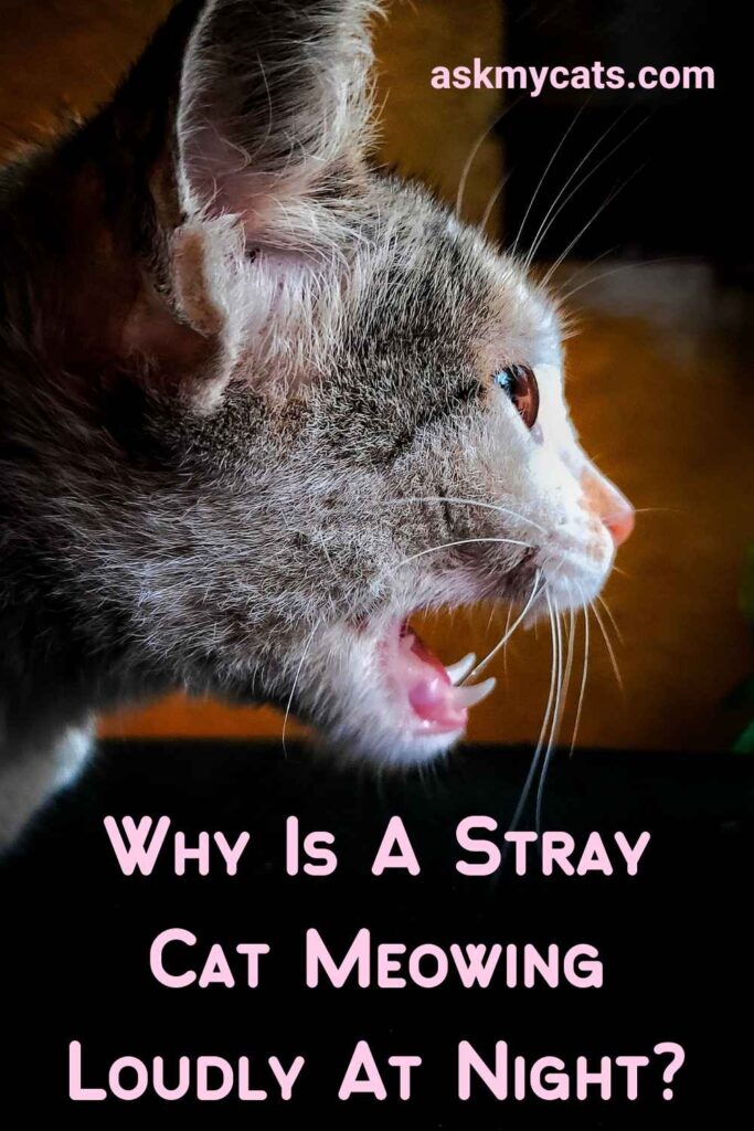 Why Is A Stray Cat Meowing Loudly At Night?
