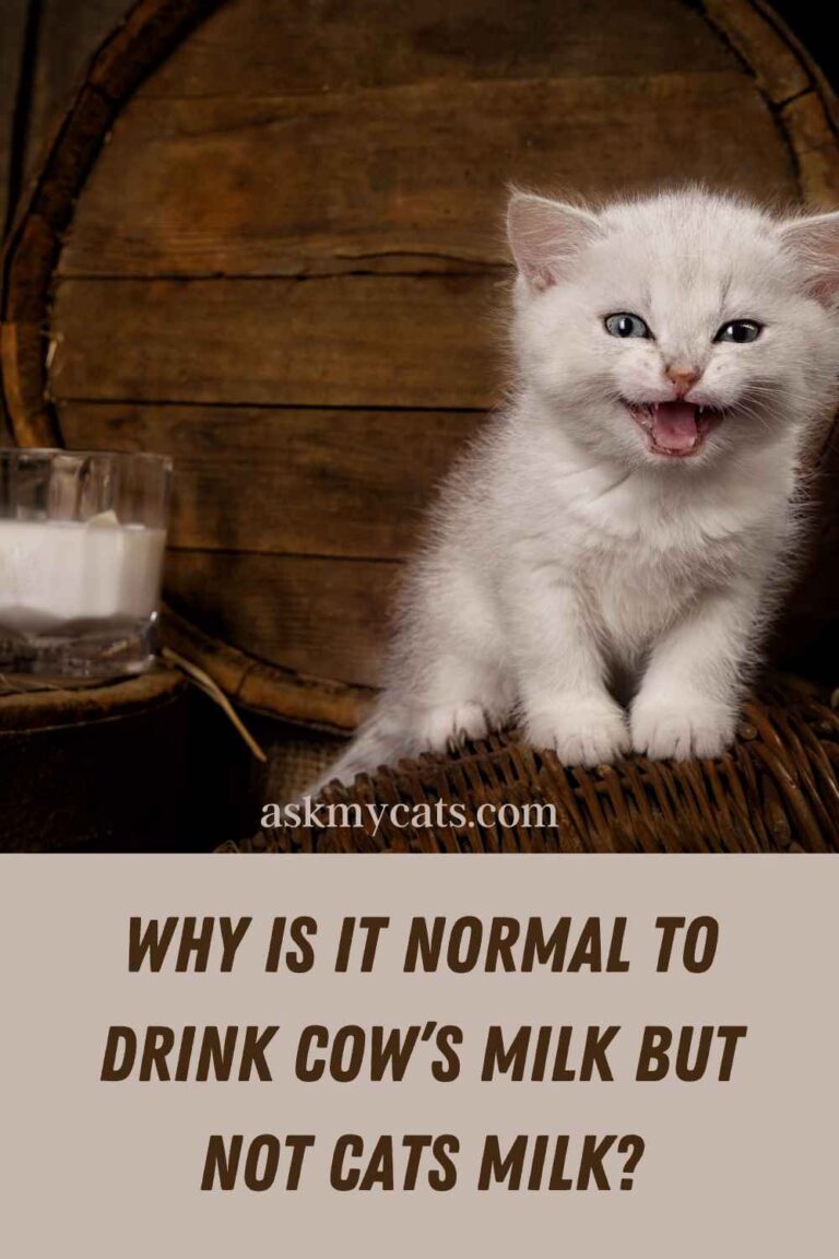 Can Humans Drink Cat Milk? What Does Cat Milk Taste Like?