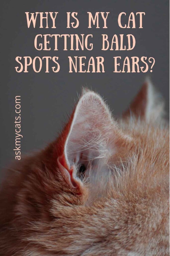 Cat Losing Hair On Ears! What's Troubling Them?