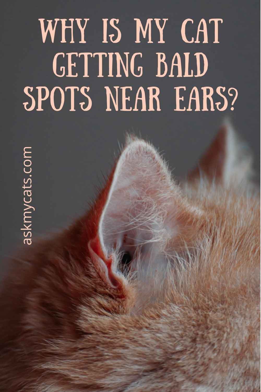 Cat Losing Hair On Ears! What’s Troubling Them?