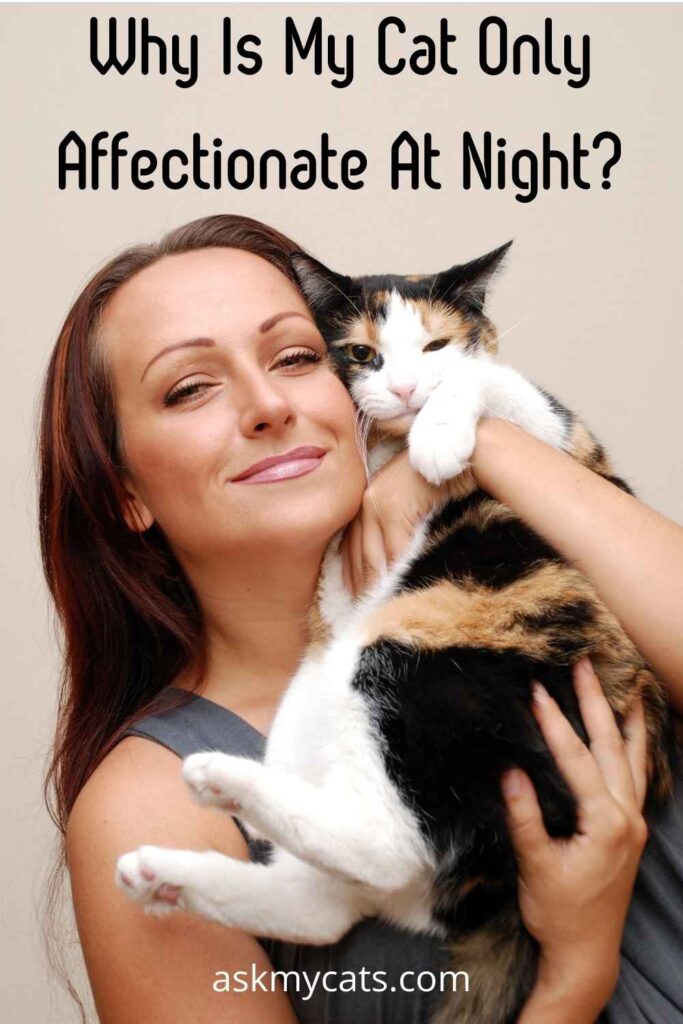 Why Is My Cat Only Affectionate At Night?