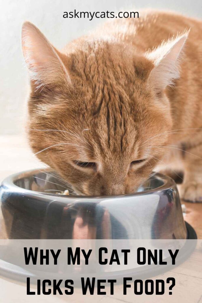 cat only eats the gravy