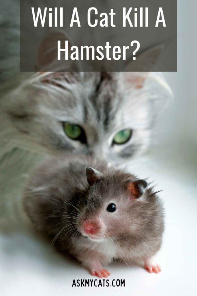 Will A Cat Kill A Hamster?