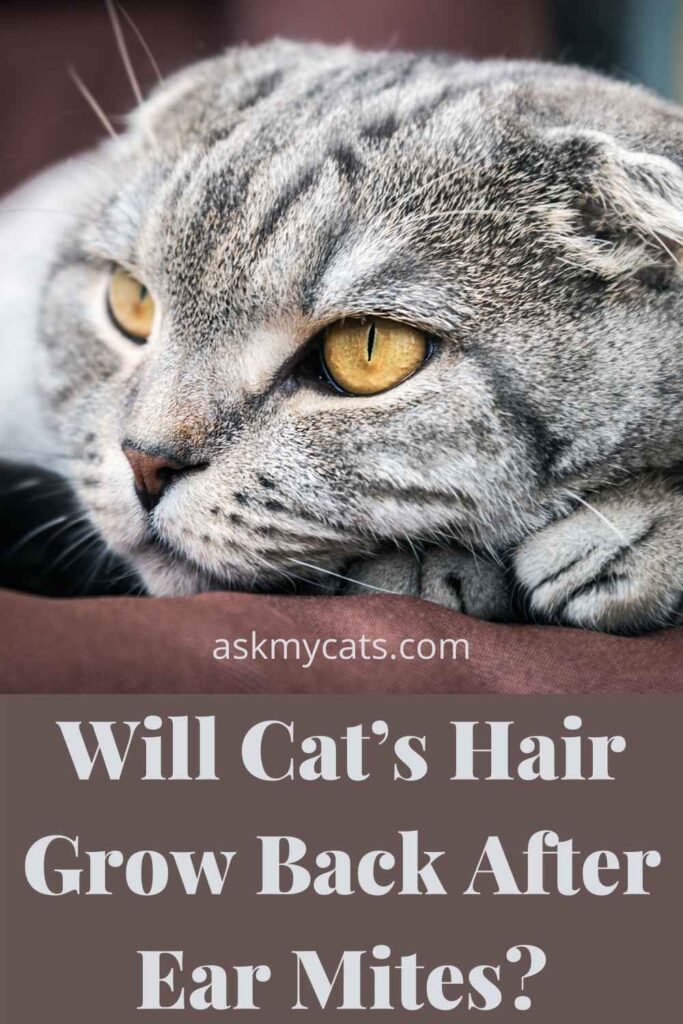 Will Cat’s Hair Grow Back After Ear Mites?