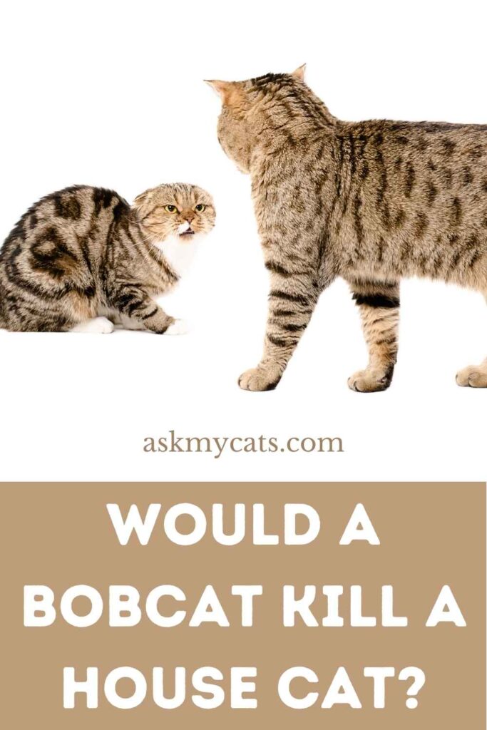 Would A Bobcat Kill A House Cat?