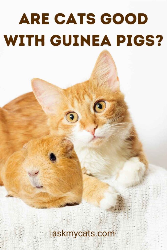 Are Cats Good With Guinea Pigs?