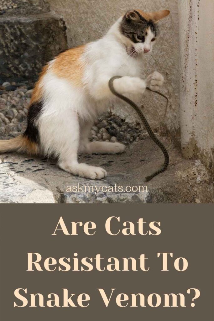 Are Cats Resistant To Snake Venom?