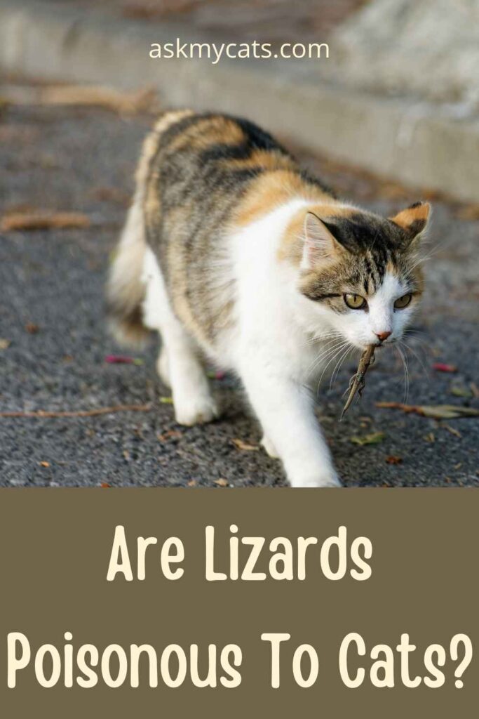 Are Lizards Poisonous To Cats?